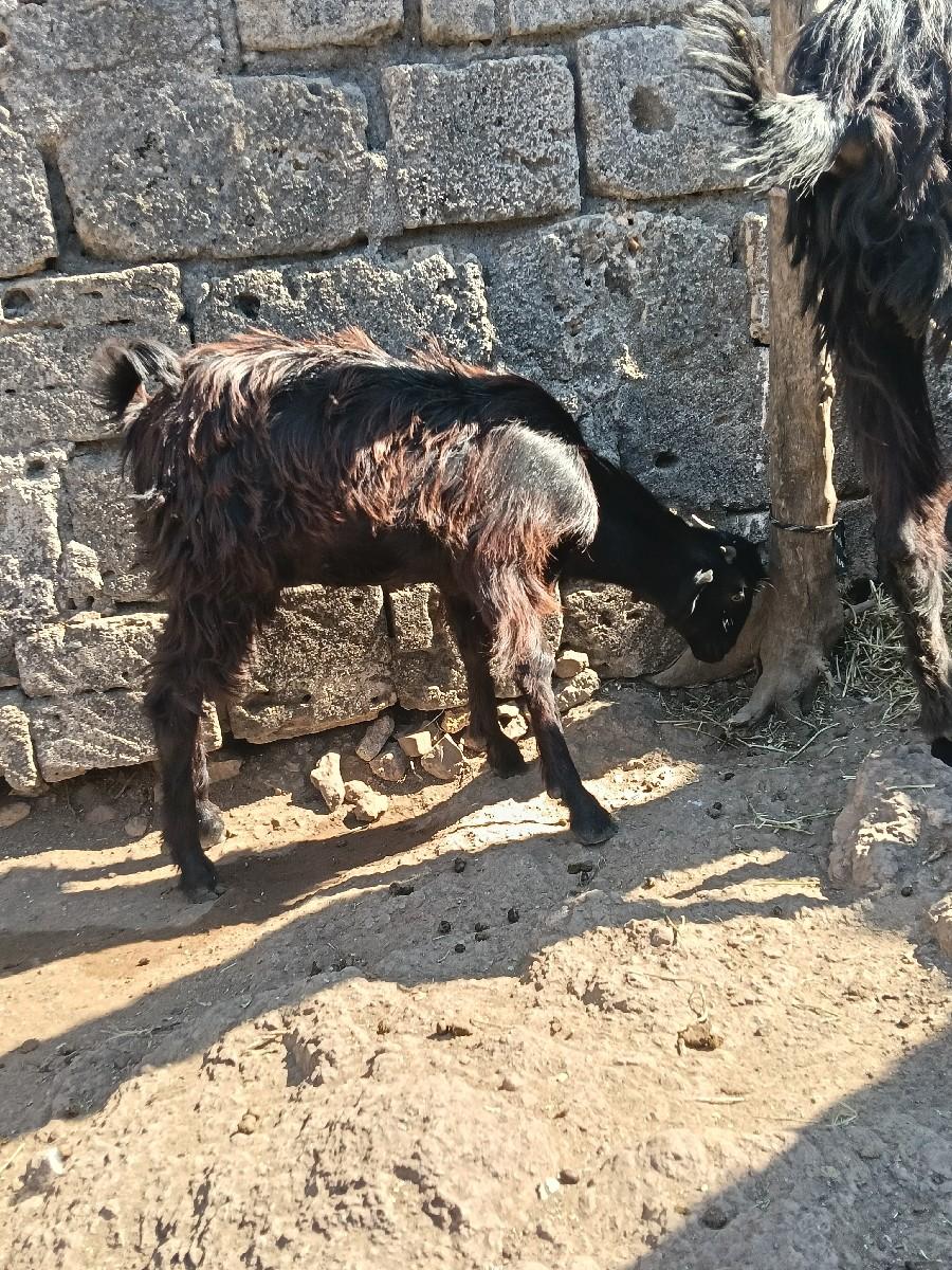 થંબનેલ 3