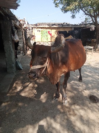 ગાય વેચવાની છે