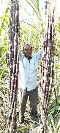 કળી શેરડી