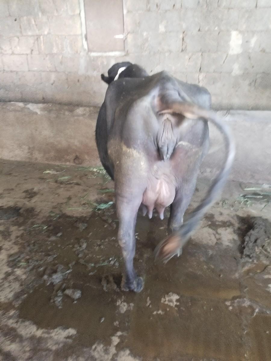 थंबनेल 2