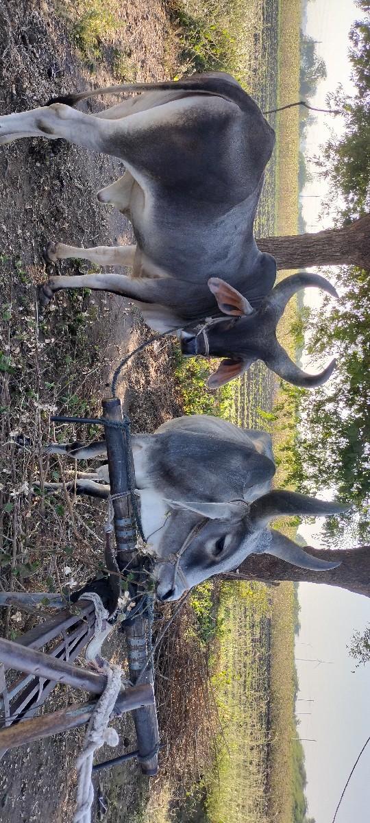 थंबनेल 2