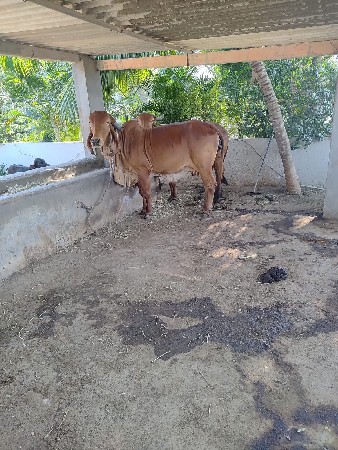 થંબનેલ 3