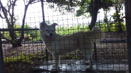 આ પોમેલિયન કૂતરી વેસવા નીસે