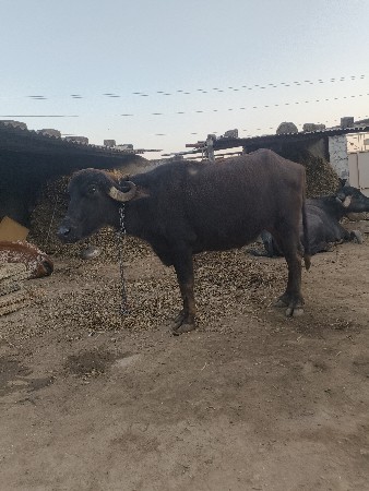 થંબનેલ 2