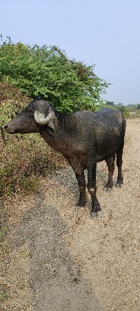 જાફરી ખડાય 3.5 વર્ષ ની સે