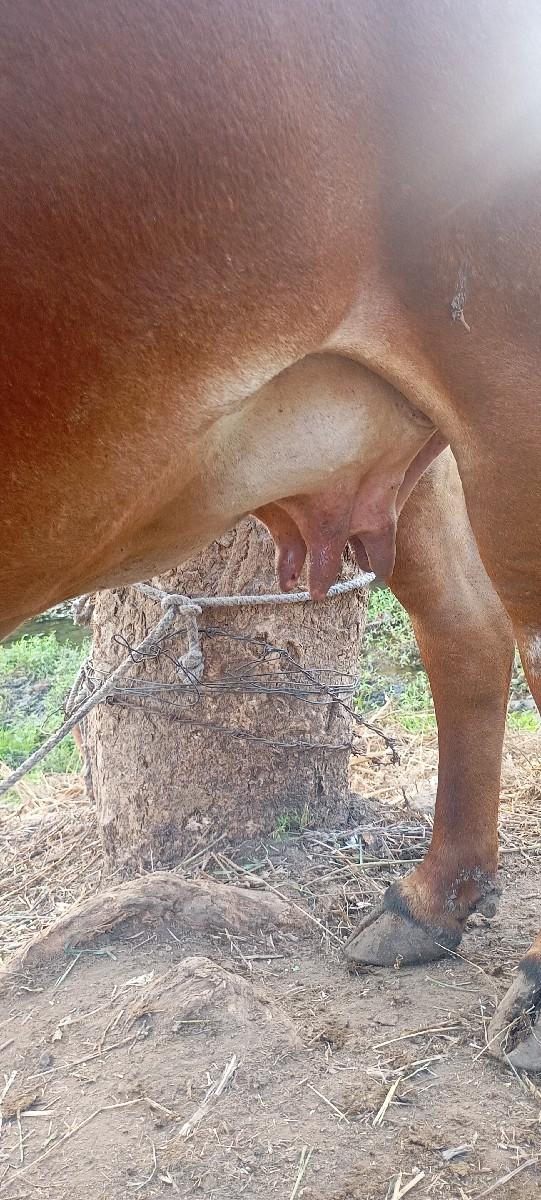 થંબનેલ 2