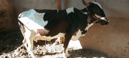 थंबनेल 2