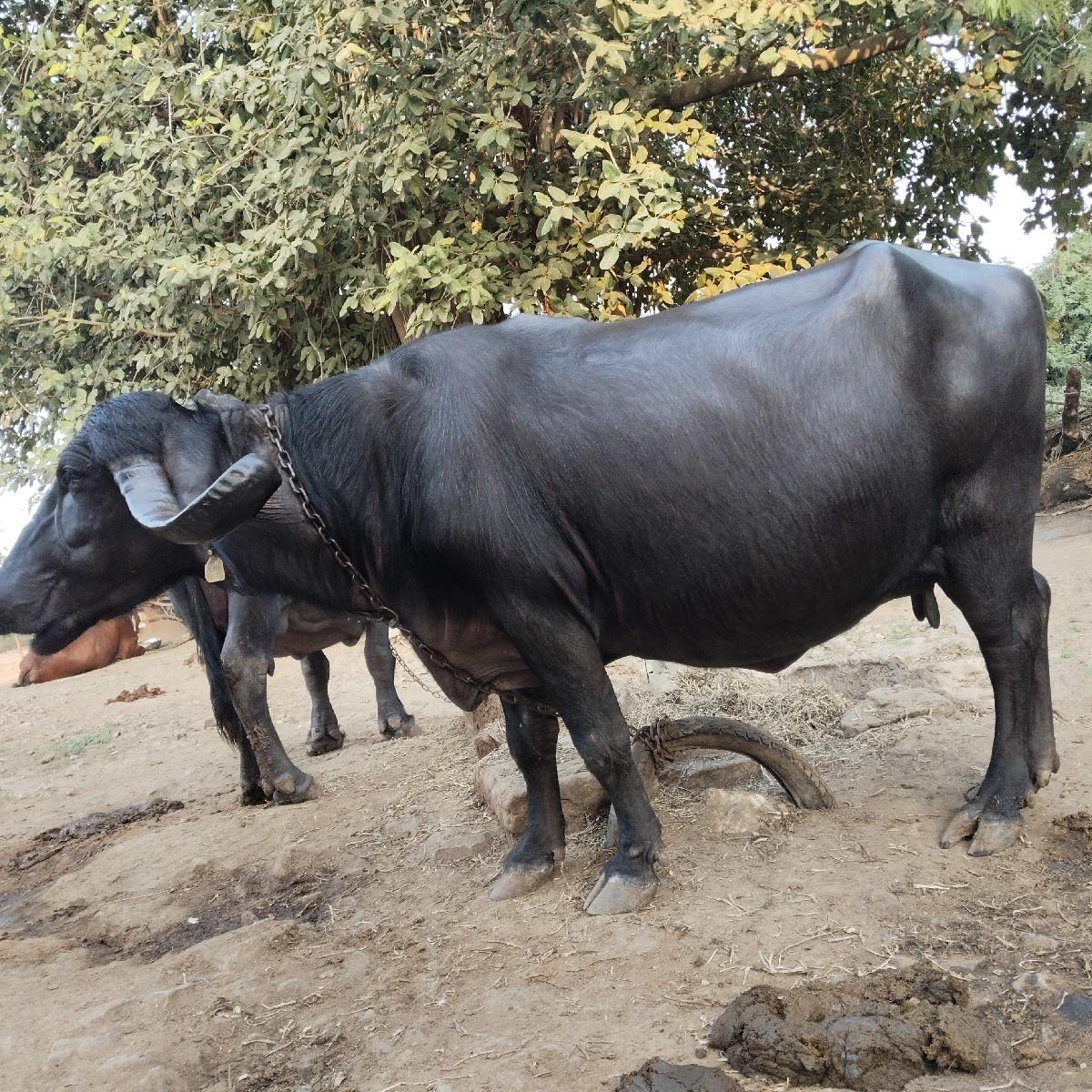 ભેંસ વેચવાની છે