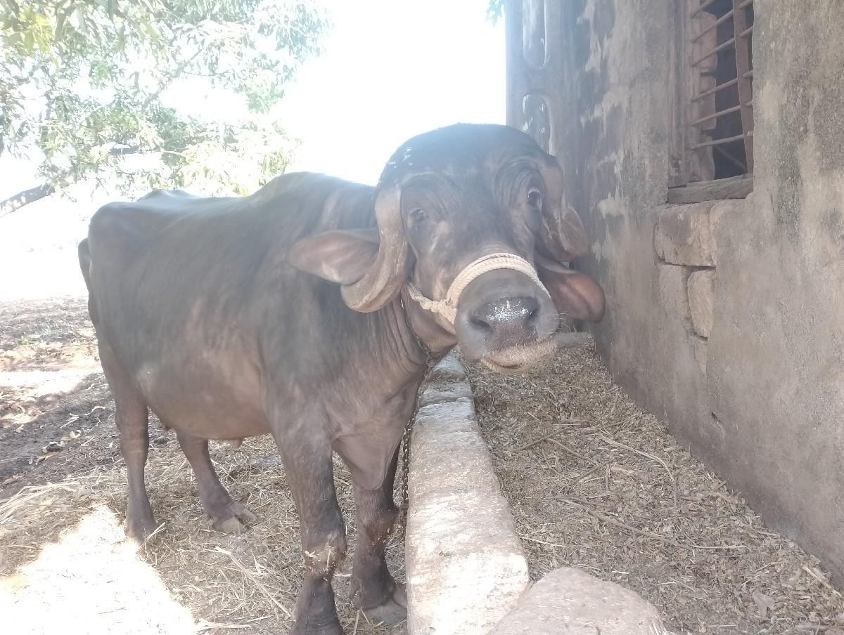 થંબનેલ 3