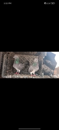 થંબનેલ 2