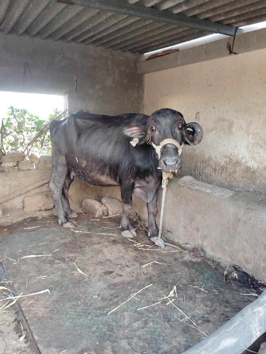 ભેંસ વેચવાની છે