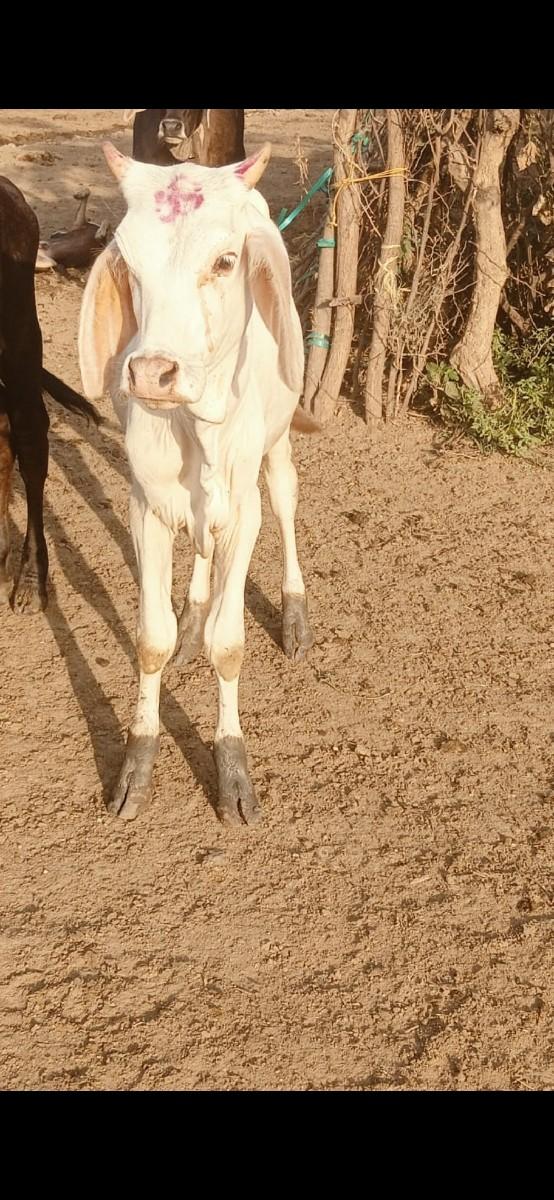 શ્વેત કપીલા વાસડી