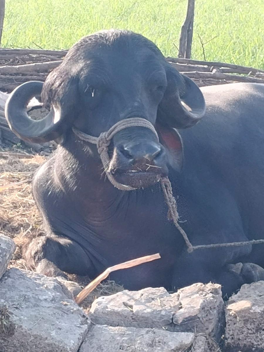 જાફરાબાદી ભેંસ વેસવાની છે.