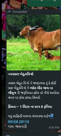 ગૌમુતર ગીર ગાય ઓર્ગેનિક