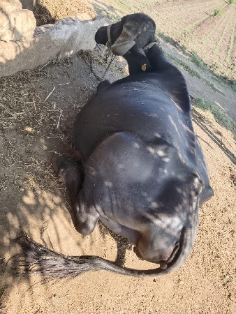 थंबनेल 2