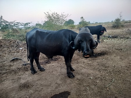 આ પાડો વેચવાનો છે ઓરીજનલ જાફરાબાદી
