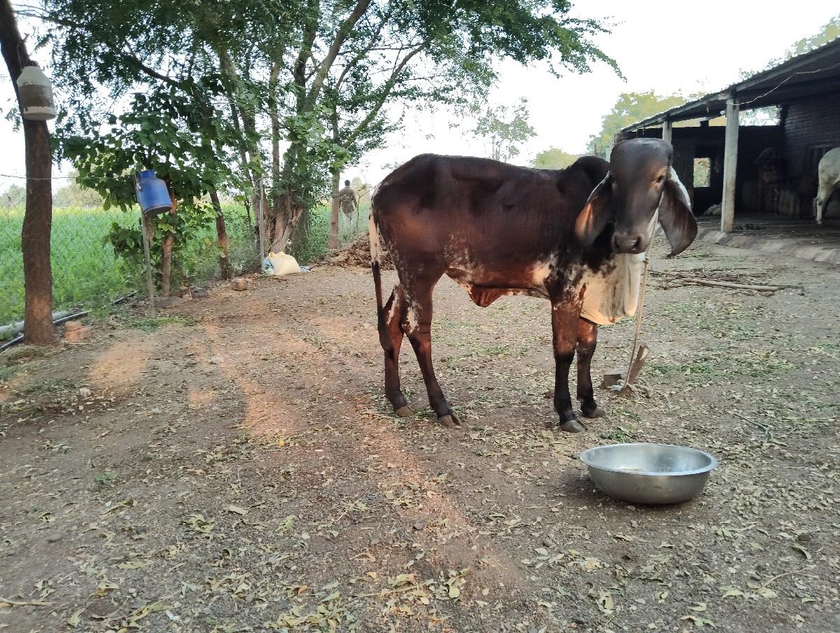 थंबनेल 2