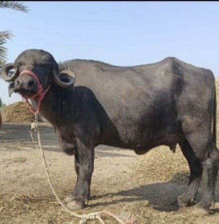 જયમાતાજી