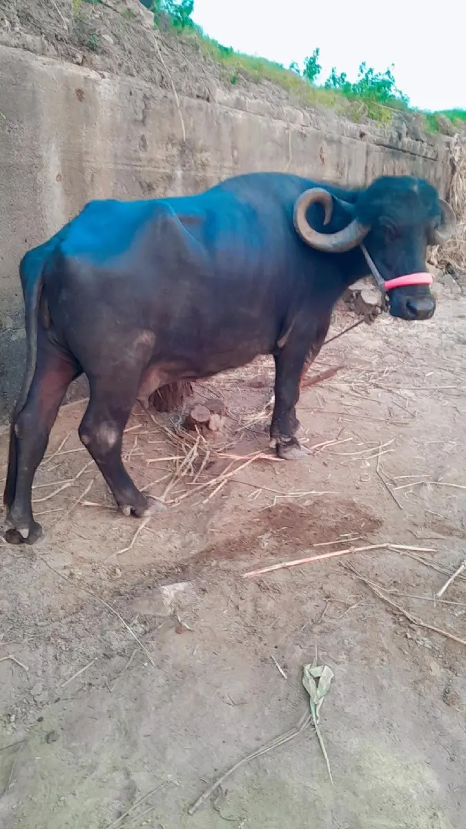 थंबनेल 2