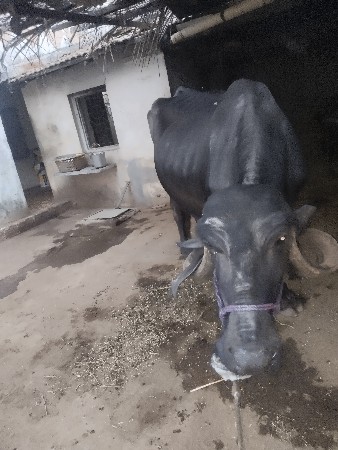 ભેંસ વેચવાની છે