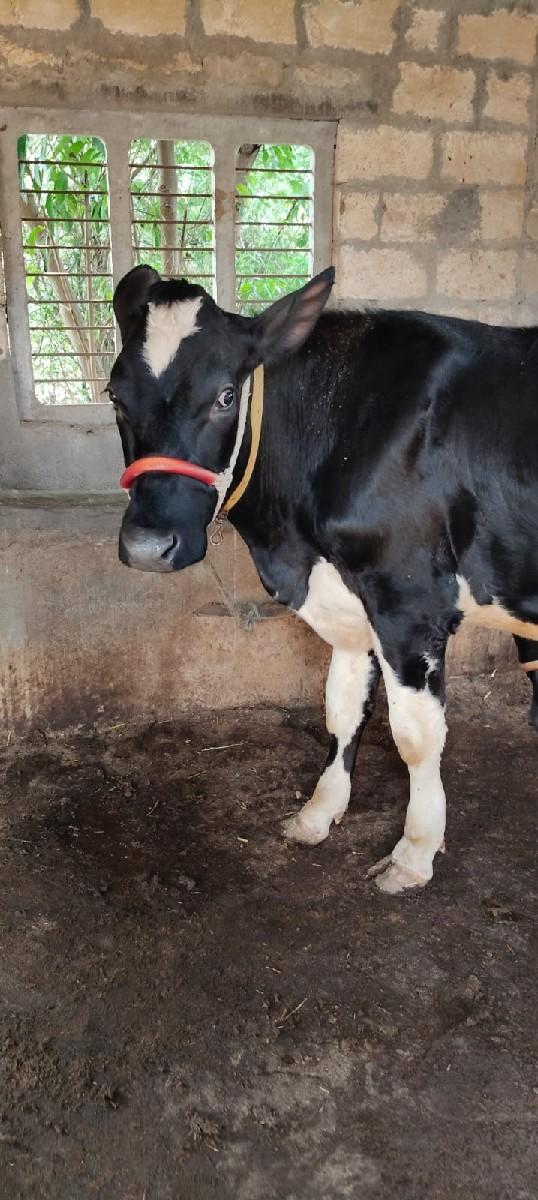 थंबनेल 3