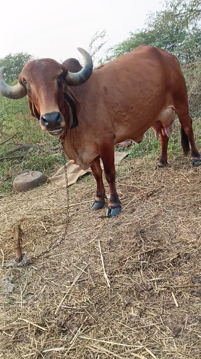 थंबनेल 2