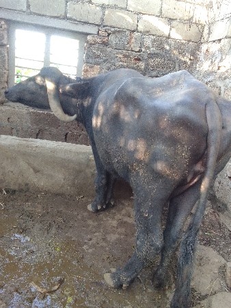 ભેસ વેચવાની છે