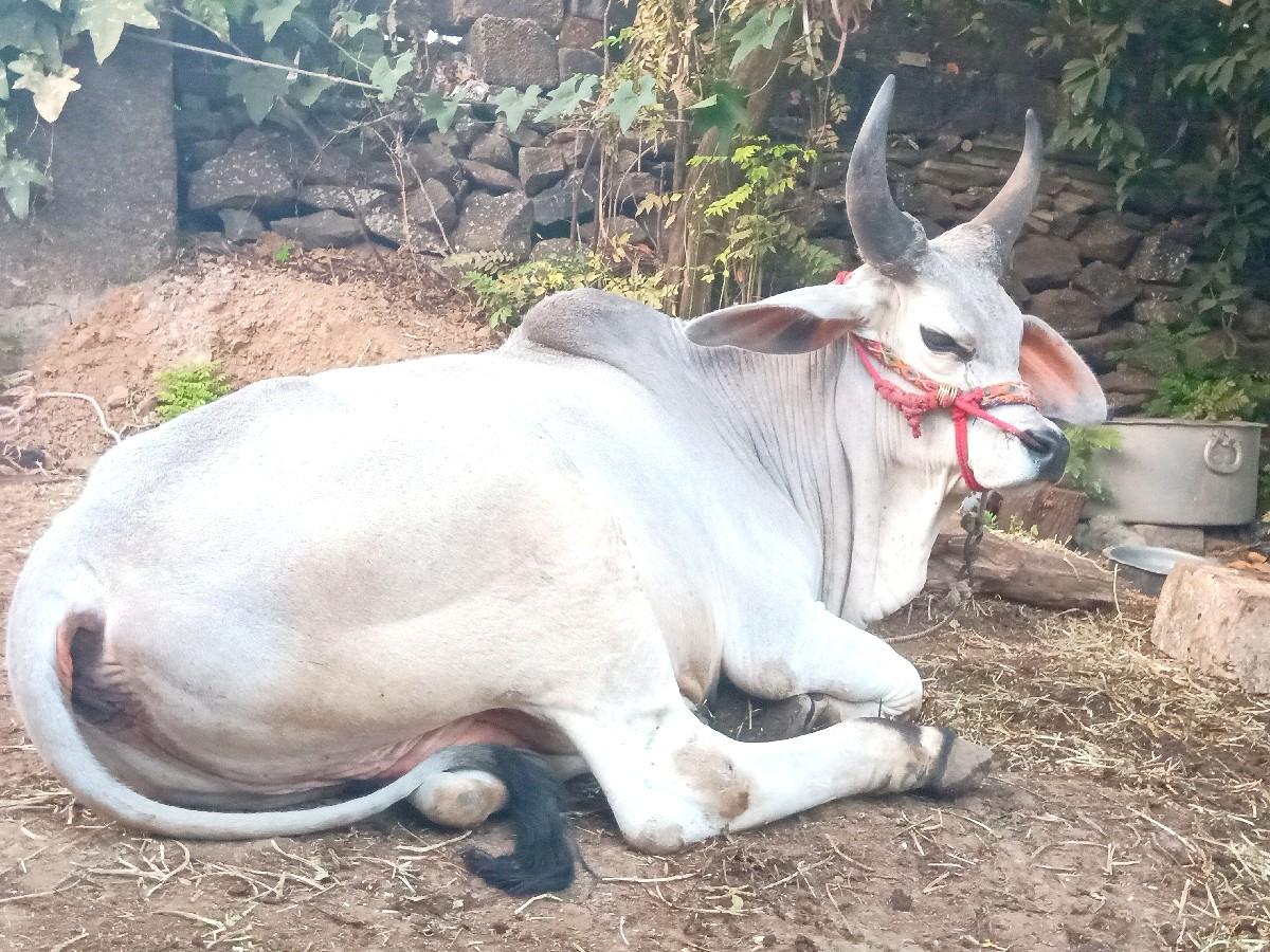 थंबनेल 6