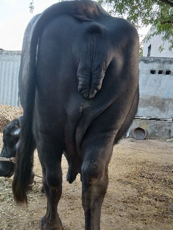 થંબનેલ 3