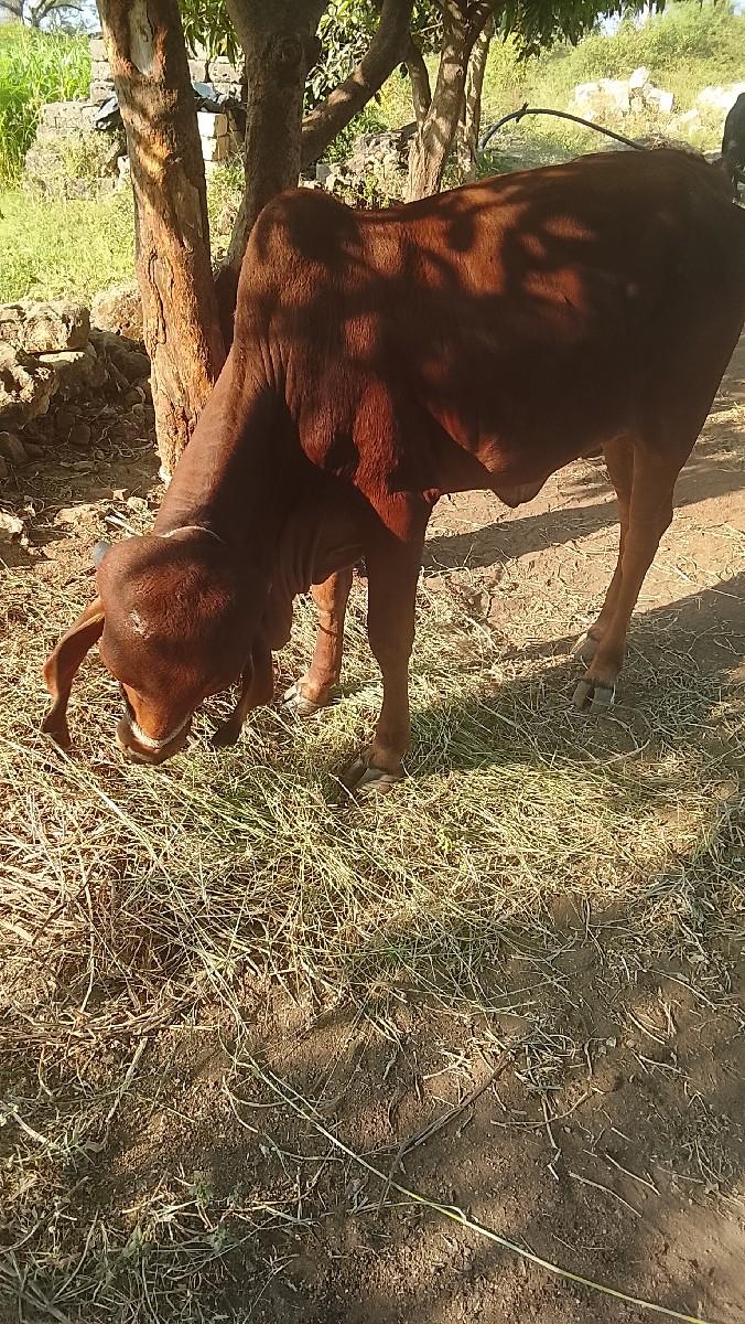 વેશવાનીછે