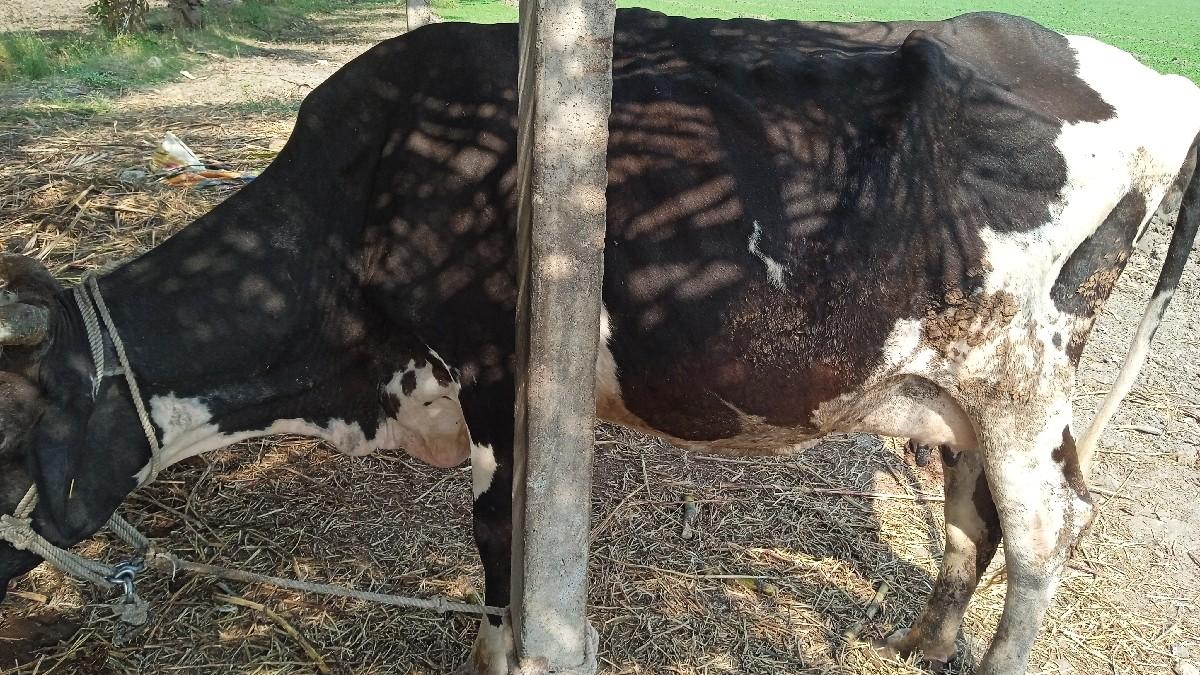 ગાય વેચવાની છે sf