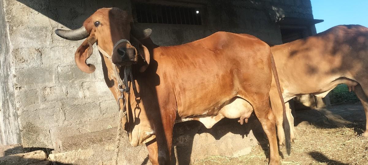 थंबनेल 2