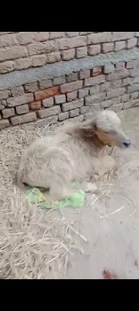 થંબનેલ 3