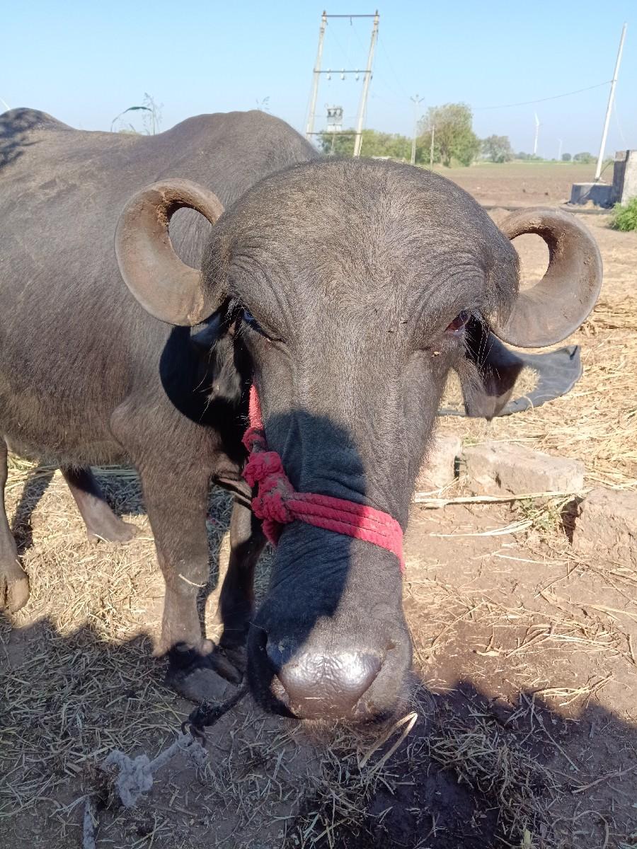 વેચવાની છે