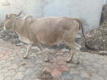 ઓળકી વેચવાની છે