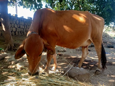 ગાયવેશવાનીસે