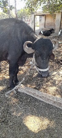 ખળેલી પેલૂ વેતર