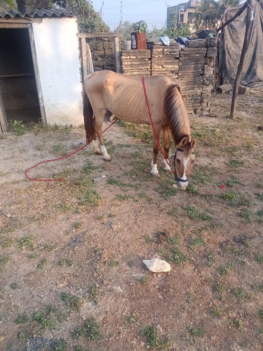 थंबनेल 2