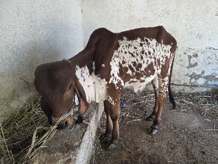 થંબનેલ 3