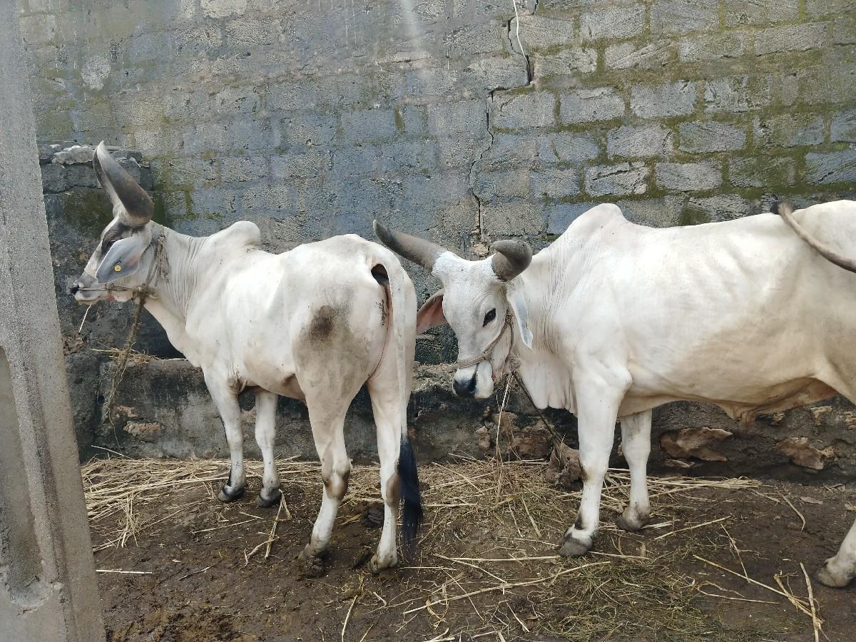 થંબનેલ 2