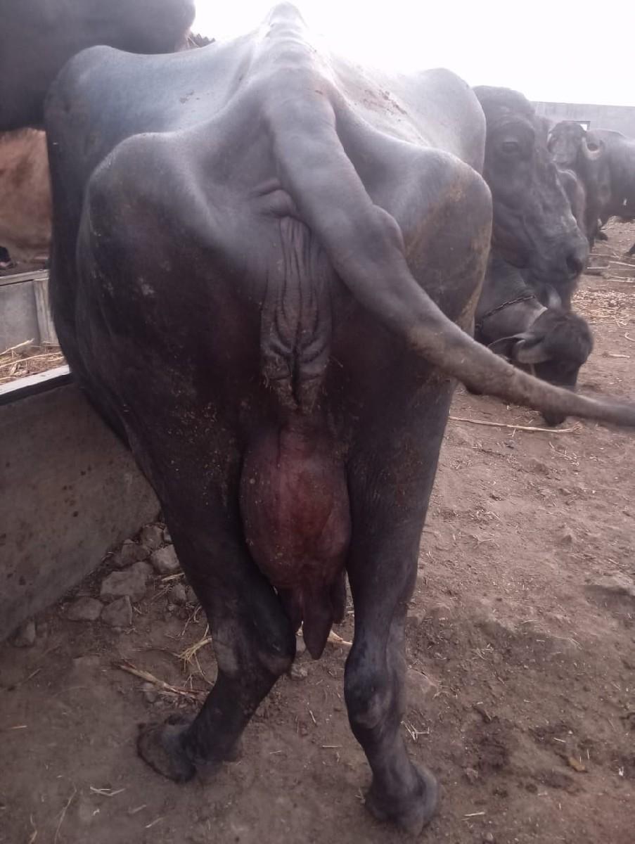 થંબનેલ 2