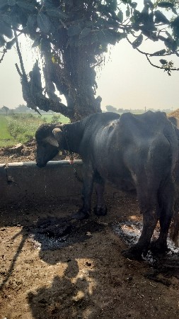 ભેંશ વેશવાની છે