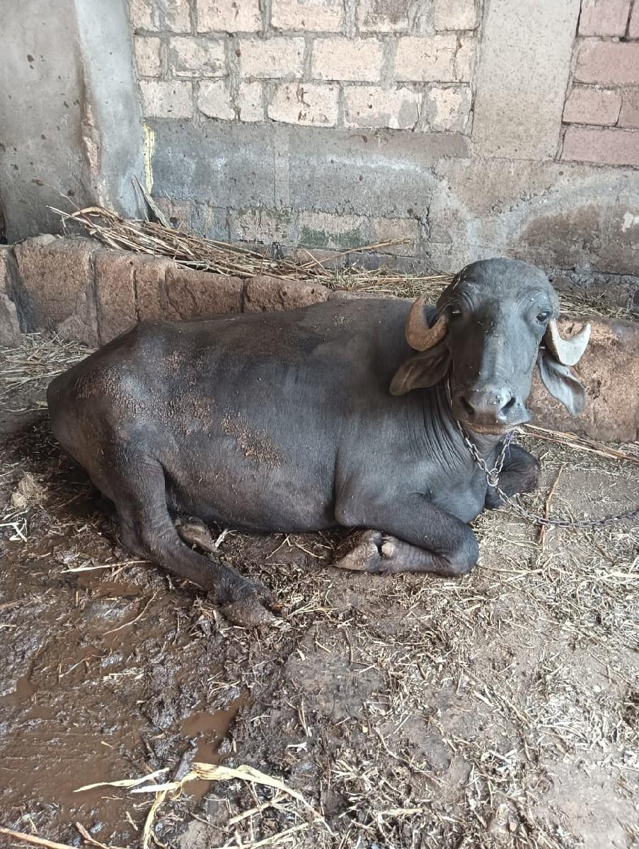 ભેંસ વેચવાની છે.