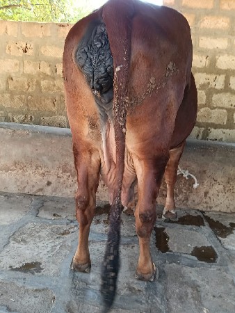 ગાય વેચવાની છે