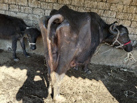 थंबनेल 6