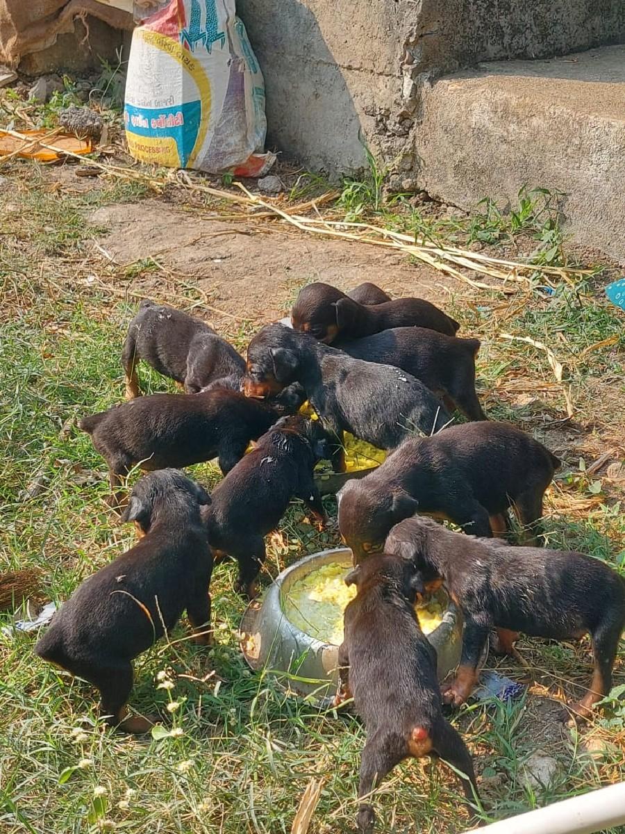 થંબનેલ 3