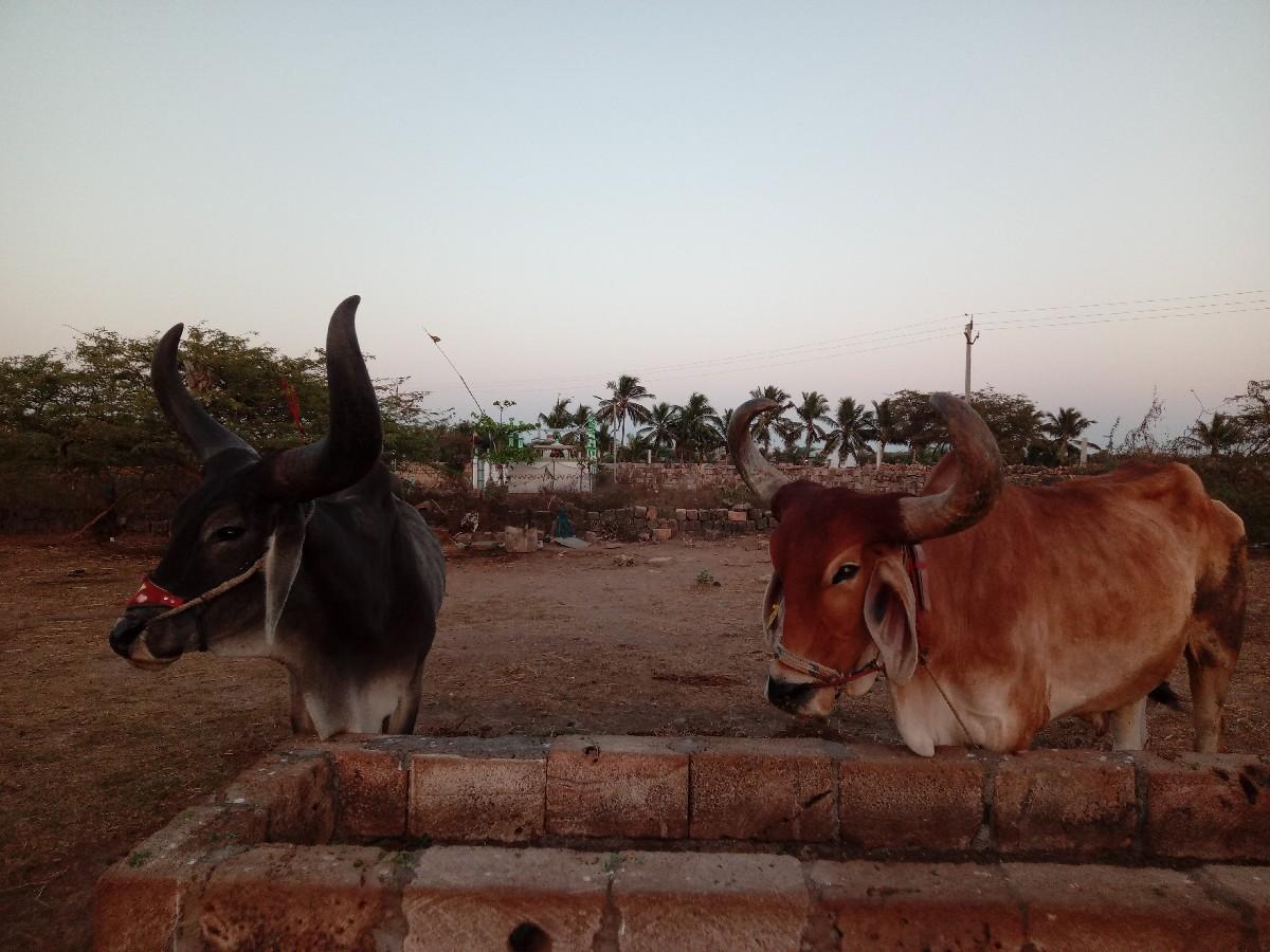 બળદ વેચવાના છે