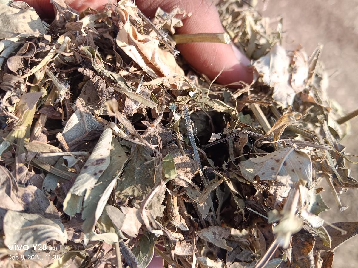 G 22 માંડવી નો ભુકો કોરો