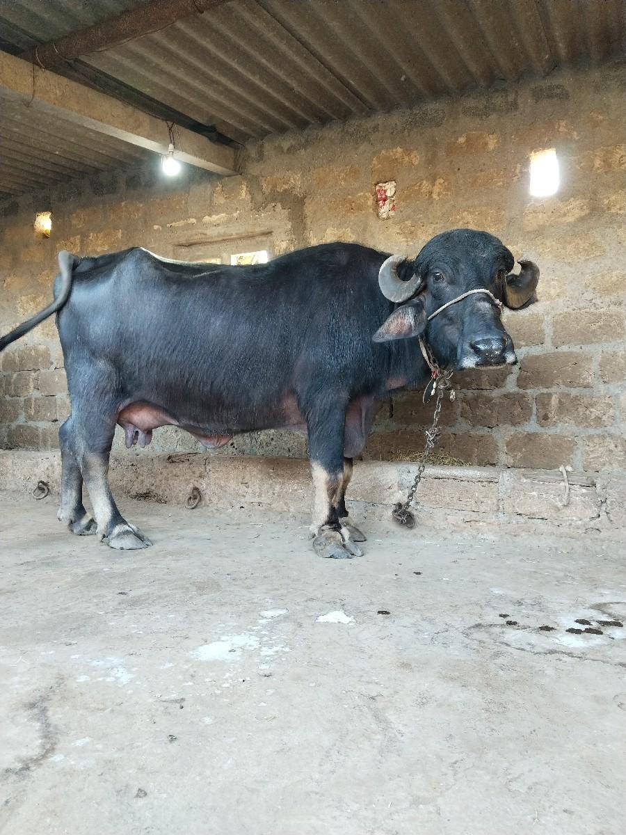 थंबनेल 2