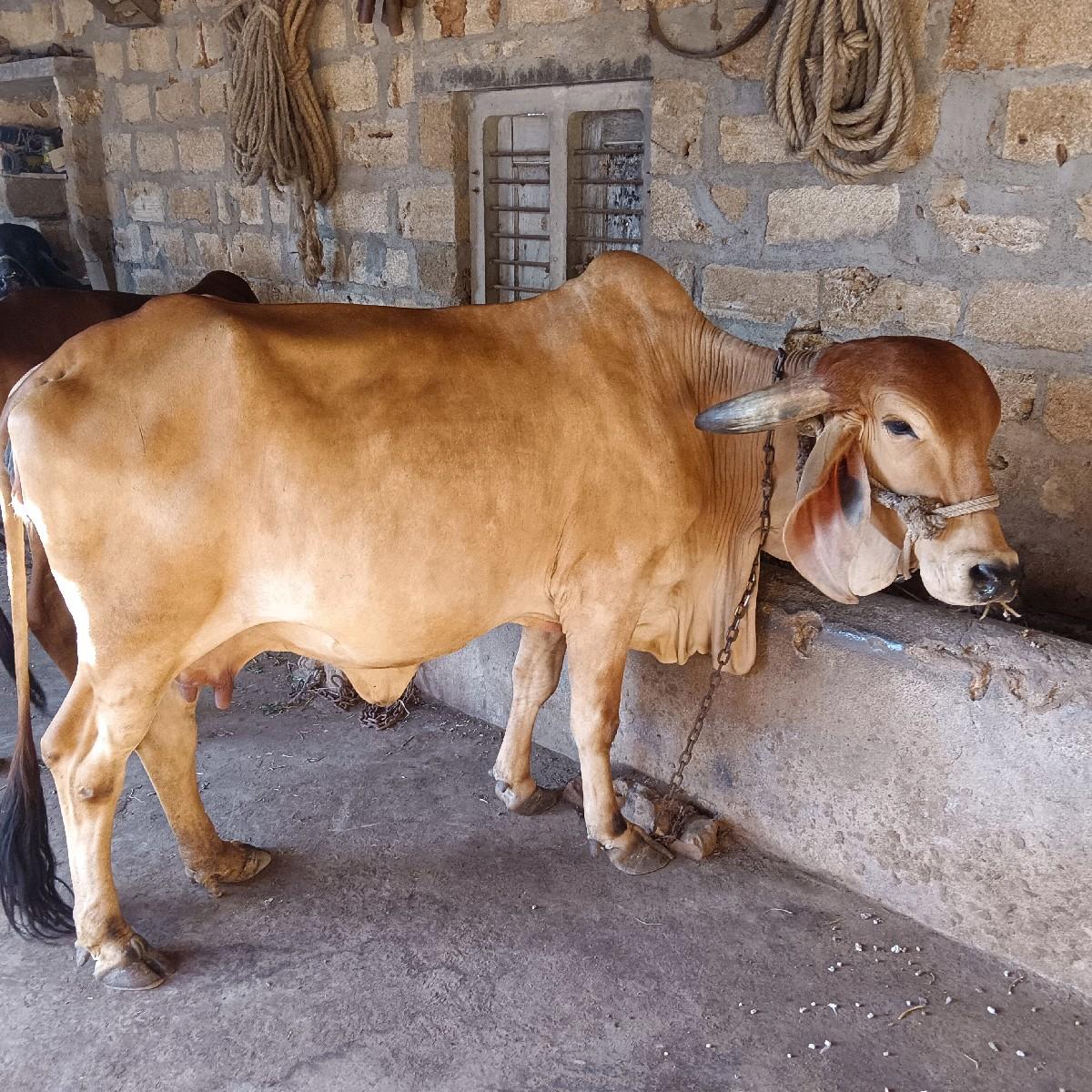 ગાય વેચવા ની સે